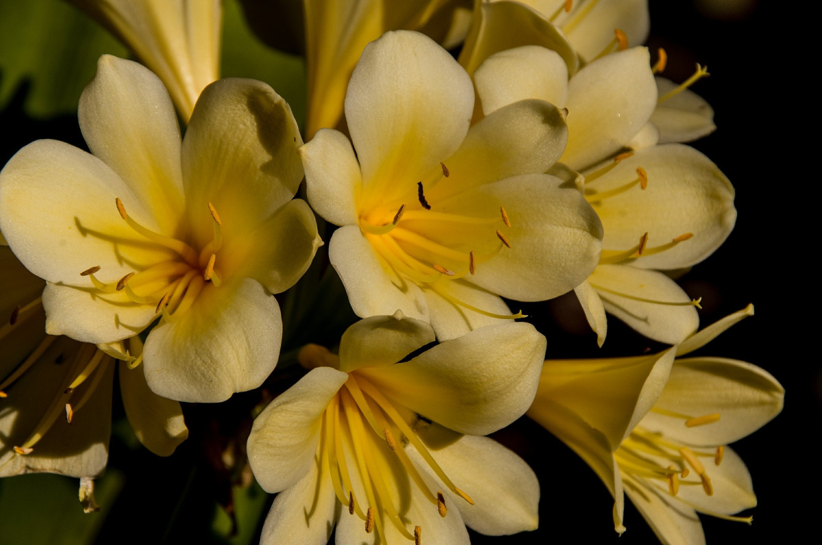 clivia-fleuriste
