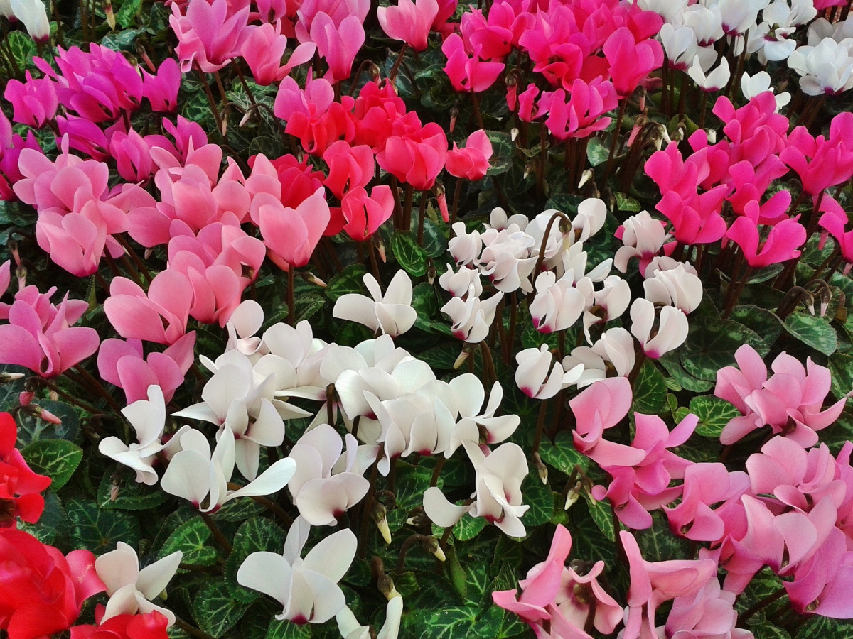cyclamen-jacques-fleurs