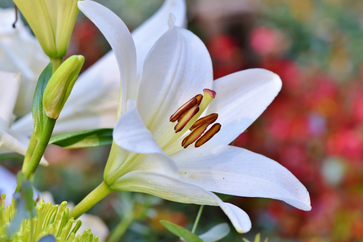 fleur-lys-blanc