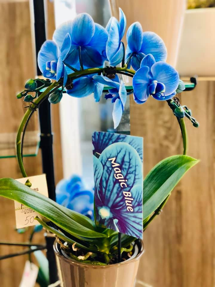 fleuriste-orchidees-ponto