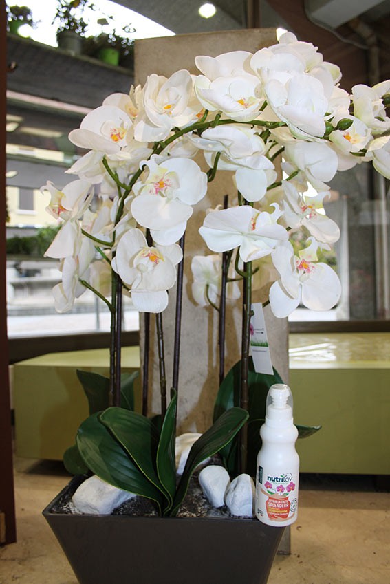 nutrilov-orchidee