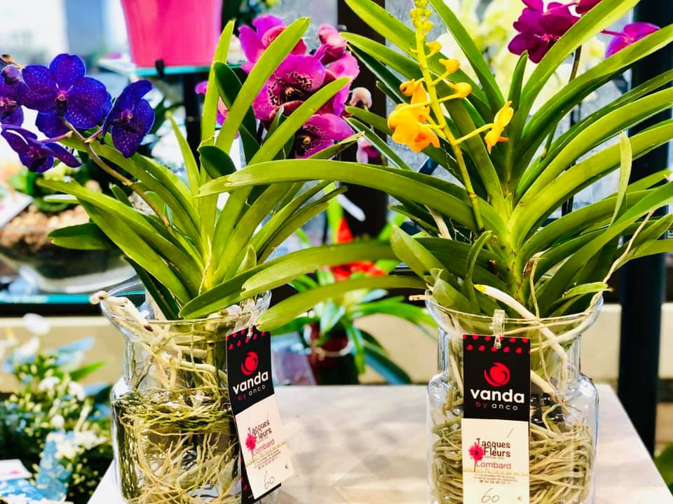 orchidee-vanda-jacques-fleurs-lombard