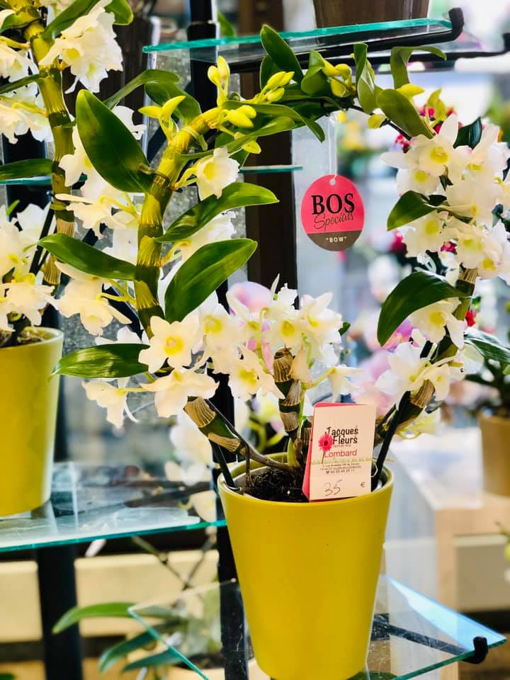 orchidees-ponto-fleuriste